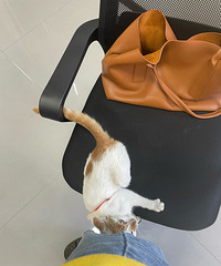 不知道谁的猫丢了!一直跟着我 往我身上蹭 怎么弄啊