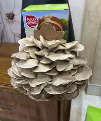 �Լ�������Ģ��������ͳ������� ������ζ��Ģ������