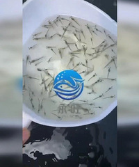 ˮ̫���ˣ��������Ϻ���ɡ����󡱣������ϰ�ɹ���0%��