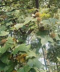 �봴ҵ ������1Ԫ�Ľ�����Ʒ ��Ʒ����Ƽ����۲��� ������