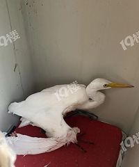 �����£������������Ҽ񵽵���һֻ�����𣿸о����˺����ء�