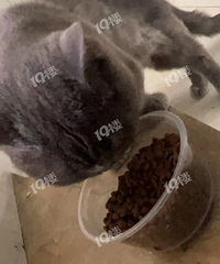 ��ʢ��԰ ˭�ҵ�è���ˣ��Ѹ���ιʳ�����˿������ؼҰɣ�