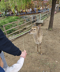 С�𳵡�ιС������ݡ��ʺ绬��...����ԭ��С���治����