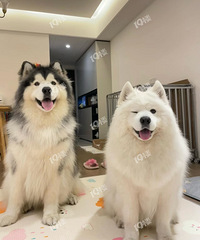 ������һֱ�ڿ�������ĦҮ1-2K������𣿺�����