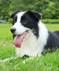 ���ι�����������һֻ������ �ϰ��ܳ�ȥ���ؼҡ�