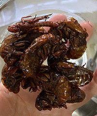 Сʱ��Ҫȥ����ץ����ʳtb��Ȼ����