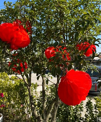 Ժ�����кö��� ȫ�����ϵ�����ϲ��