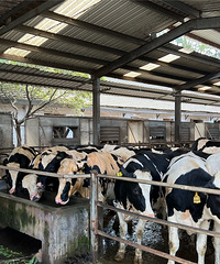 ȥ�˶�����ţ����������ţ�� ���Ǹ�ϲ������ ����ζ��̫���ˣ�