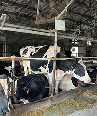 ȥ�˶�����ţ����������ţ�� ���Ǹ�ϲ������ ����ζ��̫���ˣ�