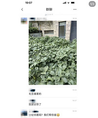 离谱啊!真的有人会跑到没人住的邻居家院子种菜