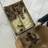 �򼦵���С��