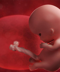 ����˵Ҫ���ҵ�̥��