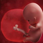 ����˵Ҫ���ҵ�̥��