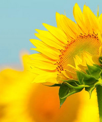 ����ĸ���Ը�Ƚϱ��� ������Щ�������� �����Ը�����