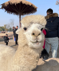 ���㻦������ �Ƽ���Ҵ�����ȥ��ͨ����԰��̫�����ˣ�