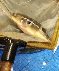 ��һ�γԺ����� ����ڸ���ͨ��