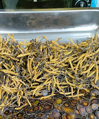 ����ò�����ĺ� ��ʵʵ���ڵĶ��� �����ǳԵ�������