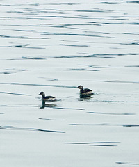 ���ӳ�����ѯ�������պ������⣿��ȫ���⳥��