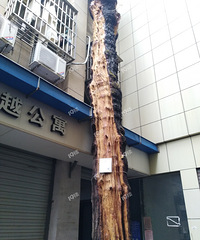 兰生后门那棵280多岁的老银杏树皮脱落严重