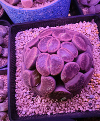 嘉兴有没有喜欢多肉生石花的?