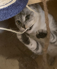 ˭���뵽���ȵ�����ŷ�����ô�óԣ�