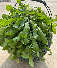 ��֪�����������Բ��ʲô��