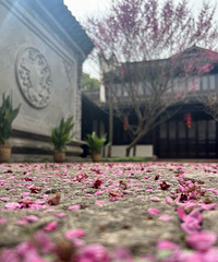 ����ȥ÷������÷�������̸�����¶Ӫ ��ƱҲ�ǳ����ˣ�