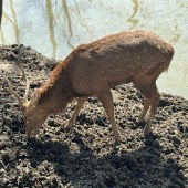 ��԰�˺��ٵ��ܺ���