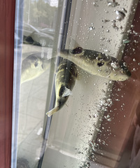 [���ָ��]����һ������������ĵ꣬��������~