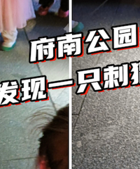 ���ǻ��ý�������