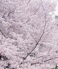 19¥�������氮�ģ�����������������Ů���ѣ�