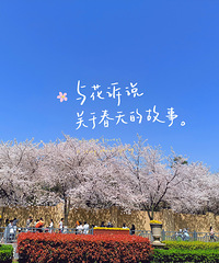 纺工路的樱花真的好火!真的太漂亮了!