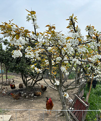 ���������ӵ�Խ��Խ�� �Ժ�ѧУ����ô�ģ�