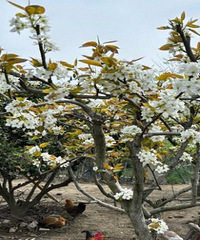 �����ӵ�Խ��Խ�� �Ժ�ѧУ����ô����