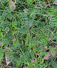 С���ѵĿ��ֺܼ򵥣���������׽���� ������ȥ�Ŀ��˷���