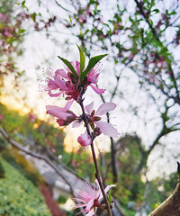 �����԰�����۸��ˣ�һֻȫ���ںڵ��� ͻȻ������ɳ����