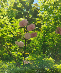 �����԰�����۸��ˣ�һֻȫ���ںڵ��� ͻȻ������ɳ����