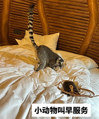 2088һ������ͨɭ�ϲ������� ���ϱ�С��ܽ��� �����ֵ��