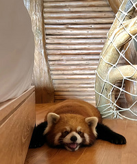 2088һ������ͨɭ�ϲ������� ���ϱ�С��ܽ��� �����ֵ��