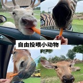 ��ͨɭ�ϲ�������