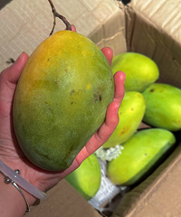 ƴϦϦ��â������������