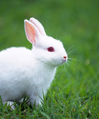 ���Ӱѱ�����ҧ�˸����� û�г�Ѫ ��Ҫ��������