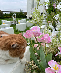 ��Сè��������ر����� ���γ���20�Ĳ�Ʊ