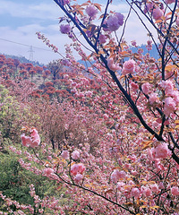 ɽӣ һ꣡һ·ϵķ羰ԣ