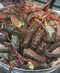 ��һ�γ�������С��Ϻ ��Ϻ�ܱ��� ���ﻨ��100������