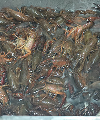 ��һ�γ�������С��Ϻ ��Ϻ�ܱ��� ���ﻨ��100������