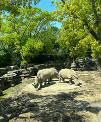 ��ˢ������ȥ���Ϻ�Ұ������԰��