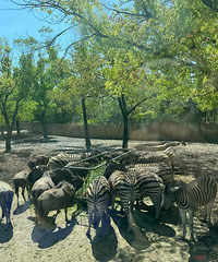 �����˼������죡�а������� �Ϻ�Ұ������԰�ʺϷ�ϵ�Σ�