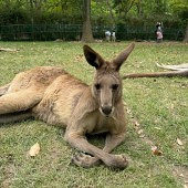 ����ȥ�Ϻ�Ұ������԰