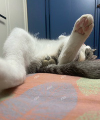 Զвһֻװ˯è ʱ򿴼Сè˯ĺЦ